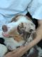 Australian Shepherd Puppies for sale in North Fairfield, OH 44855, USA. price: NA