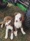 Australian Shepherd Puppies for sale in Mouth of Wilson, VA 24363, USA. price: $800