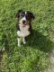 Australian Shepherd Puppies for sale in Fort Hood, TX, USA. price: NA