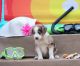 Australian Shepherd Puppies for sale in Homer, GA, USA. price: NA
