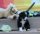 Australian Shepherd Puppies for sale in Homer, GA, USA. price: $800