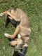 Australian Shepherd Puppies for sale in Albany, GA, USA. price: $600