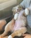 Australian Shepherd Puppies for sale in Cleveland, OH 44103, USA. price: NA