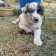 Australian Shepherd Puppies for sale in Montana City, MT, USA. price: $500