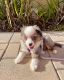Australian Shepherd Puppies for sale in Miami, FL 33177, USA. price: $500