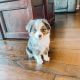 Australian Shepherd Puppies for sale in New Orleans, LA 70117, USA. price: NA
