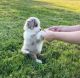 Australian Shepherd Puppies for sale in Oakland, CA, USA. price: NA