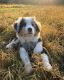 Australian Shepherd Puppies for sale in San Antonio, TX 78207, USA. price: $500