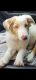 Australian Shepherd Puppies for sale in Las Vegas, NV 89139, USA. price: $2,000