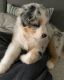 Australian Shepherd Puppies for sale in Charlotte, NC 28226, USA. price: $500