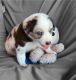 Australian Shepherd Puppies for sale in Andersonville, TN 37705, USA. price: $500