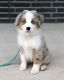 Australian Shepherd Puppies for sale in LOS ANGLS AFB, CA 90009, USA. price: NA