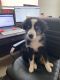 Australian Shepherd Puppies for sale in 6991 NW 20th Ct, Margate, FL 33063, USA. price: $2,000