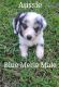 Australian Shepherd Puppies for sale in Trinity, NC, USA. price: $800