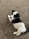 Australian Shepherd Puppies for sale in Pocatello, ID, USA. price: $1,800