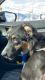 Australian Shepherd Puppies for sale in Springville, UT, USA. price: $300