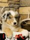 Australian Shepherd Puppies for sale in Fort Cobb, OK, USA. price: $500