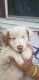 Australian Shepherd Puppies for sale in Branson, MO 65616, USA. price: NA