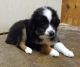 Australian Shepherd Puppies for sale in Campbell, MN 56522, USA. price: $400