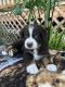 Australian Shepherd Puppies for sale in Porum, OK 74455, USA. price: $900