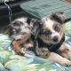 Australian Shepherd Puppies for sale in Las Vegas, NV, USA. price: $1,000