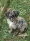 Australian Shepherd Puppies for sale in Jasper, TX 75951, USA. price: $750