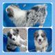 Australian Shepherd Puppies for sale in Ocala, FL, USA. price: $1,500