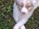 Australian Shepherd Puppies for sale in Cedartown, GA 30125, USA. price: $900