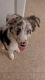 Australian Shepherd Puppies for sale in Wilkes-Barre, PA, USA. price: $2,000