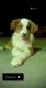 Australian Shepherd Puppies for sale in Chillicothe, MO 64601, USA. price: NA