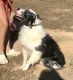 Australian Shepherd Puppies for sale in Winnsboro, TX 75494, USA. price: NA