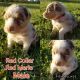 Australian Shepherd Puppies for sale in 8134 Frost Rd, Russellville, OH 45168, USA. price: $750