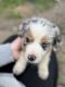 Australian Shepherd Puppies for sale in Olathe, KS, USA. price: $500