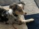 Australian Shepherd Puppies for sale in Macon, GA, USA. price: $7,500