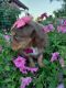 Australian Shepherd Puppies for sale in Coldwater, MI 49036, USA. price: $900