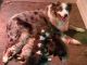 Australian Shepherd Puppies for sale in Ste. Genevieve, MO 63670, USA. price: $1,200