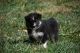 Australian Shepherd Puppies for sale in 17930 W 42nd St, Kenesaw, NE 68956, USA. price: $650