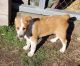 Australian Shepherd Puppies for sale in Molalla, OR 97038, USA. price: $500