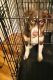 Australian Shepherd Puppies for sale in Schenectady, NY, USA. price: $750