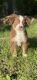 Australian Shepherd Puppies for sale in Vacaville, CA, USA. price: NA