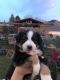 Australian Shepherd Puppies for sale in Spanish Fork, UT 84660, USA. price: $1,000
