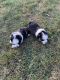 Australian Shepherd Puppies for sale in North Platte, NE 69101, USA. price: NA