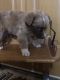 Australian Shepherd Puppies for sale in Bloomfield, IA 52537, USA. price: $750