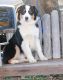 Australian Shepherd Puppies for sale in Stephenville, TX 76401, USA. price: $2,500