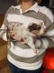 Australian Shepherd Puppies for sale in Manitowoc, WI 54220, USA. price: $1,000