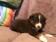 Australian Shepherd Puppies for sale in Camp Point, IL 62320, USA. price: $600