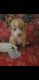 Australian Shepherd Puppies for sale in Clewiston, FL 33440, USA. price: $1,200