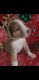 Australian Shepherd Puppies for sale in Clewiston, FL 33440, USA. price: $1,200