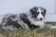 Australian Shepherd Puppies for sale in Maywood, NE 69038, USA. price: NA