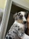 Australian Shepherd Puppies for sale in Cleveland, OH, USA. price: NA